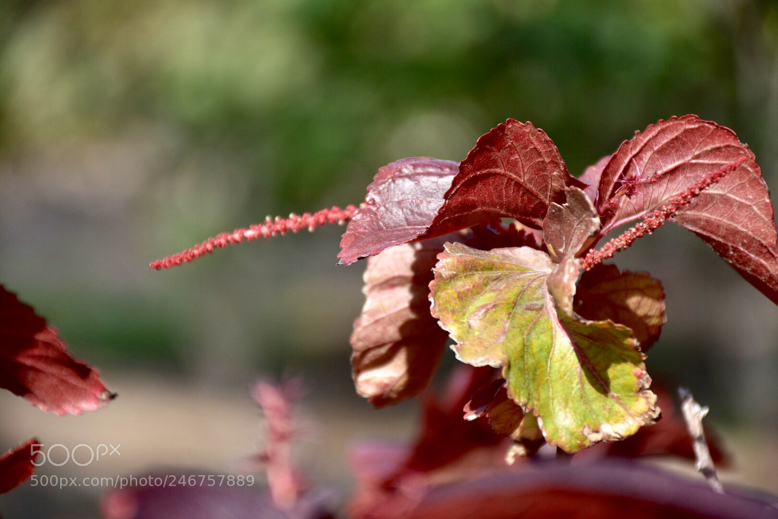 Nikon D7200 sample photo. Nature photography