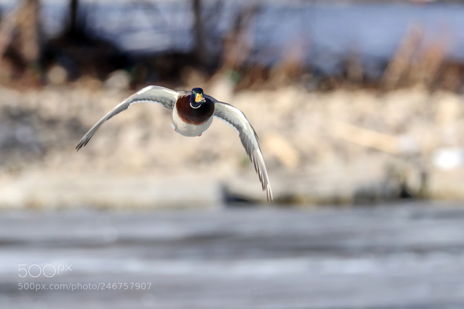 Canon EOS 7D Mark II sample photo. Mallard duck photography