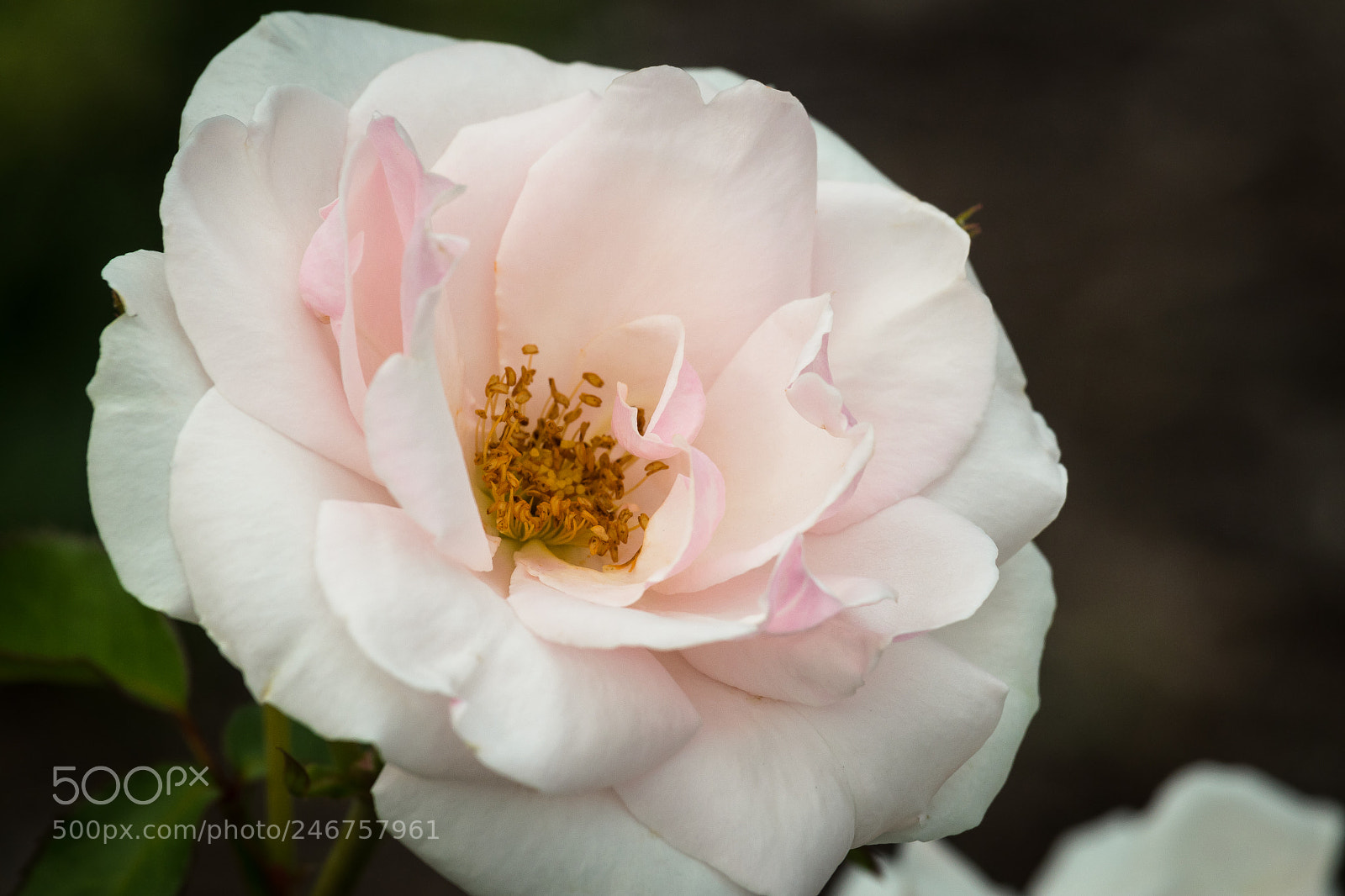 Canon EOS M5 sample photo. Rose photography