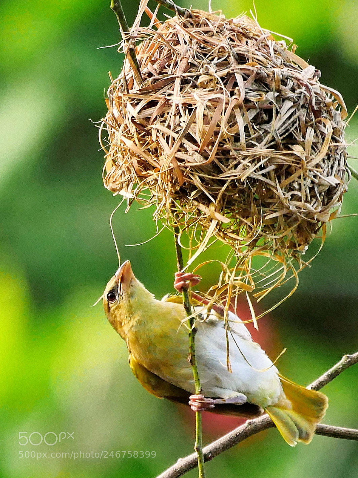 Panasonic Lumix DMC-GX8 sample photo. Nest building photography