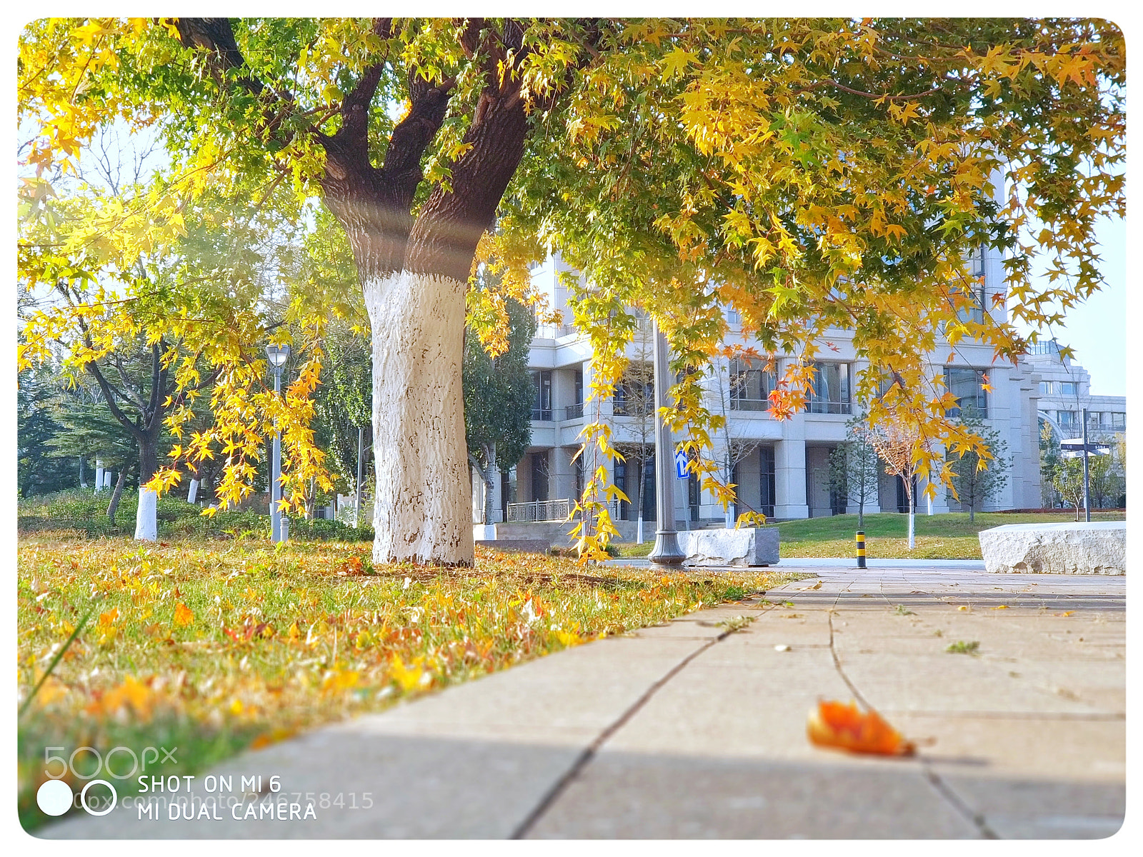Xiaomi MI6 sample photo. Autumn photography