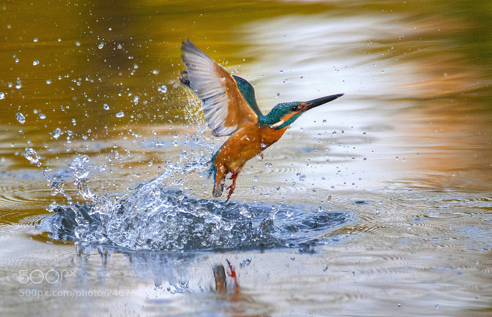 Nikon D3 sample photo. Kingfisher photography