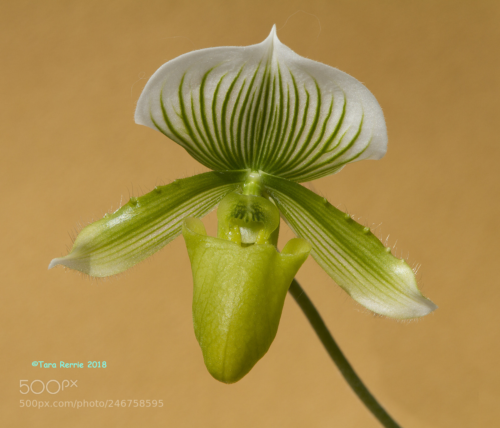 Canon EOS 7D sample photo. Paph' maudiae photography