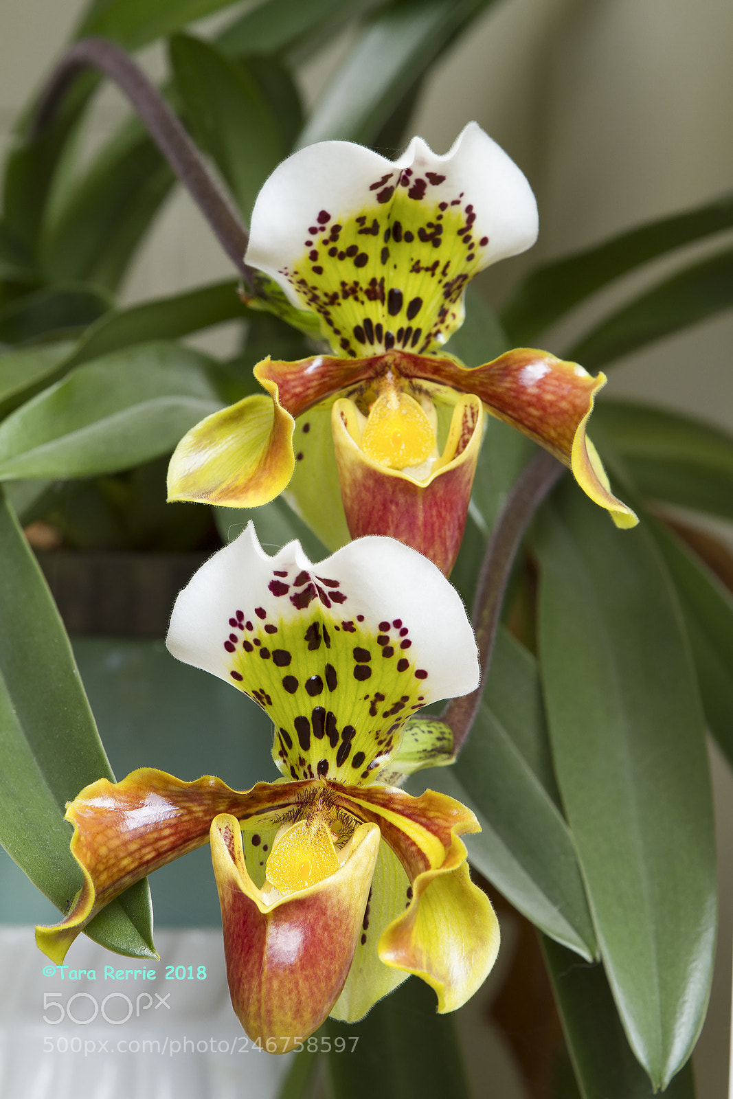 Canon EOS 7D sample photo. Paph' american hybrid pair photography