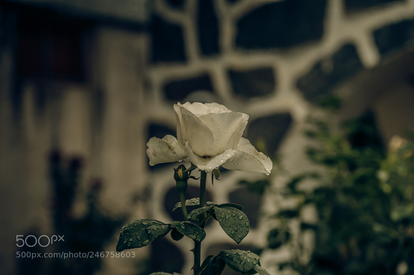 Nikon D3200 sample photo. Blanquita! photography