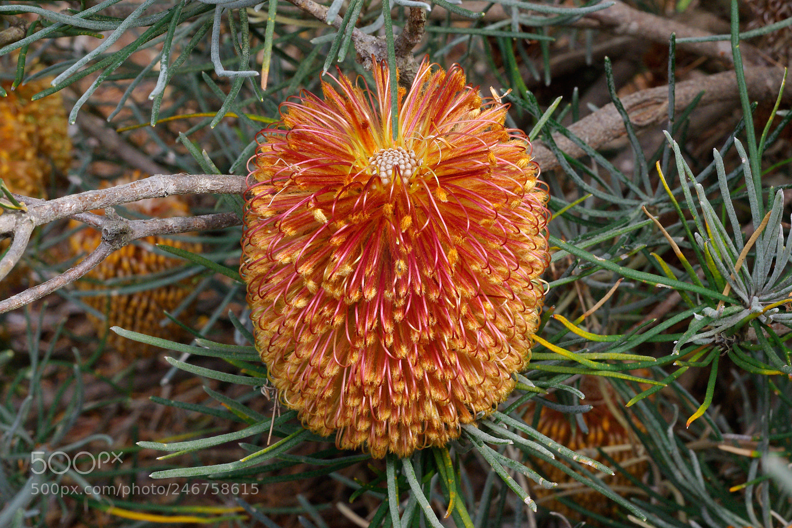 Pentax K200D sample photo. Banksia grossa photography