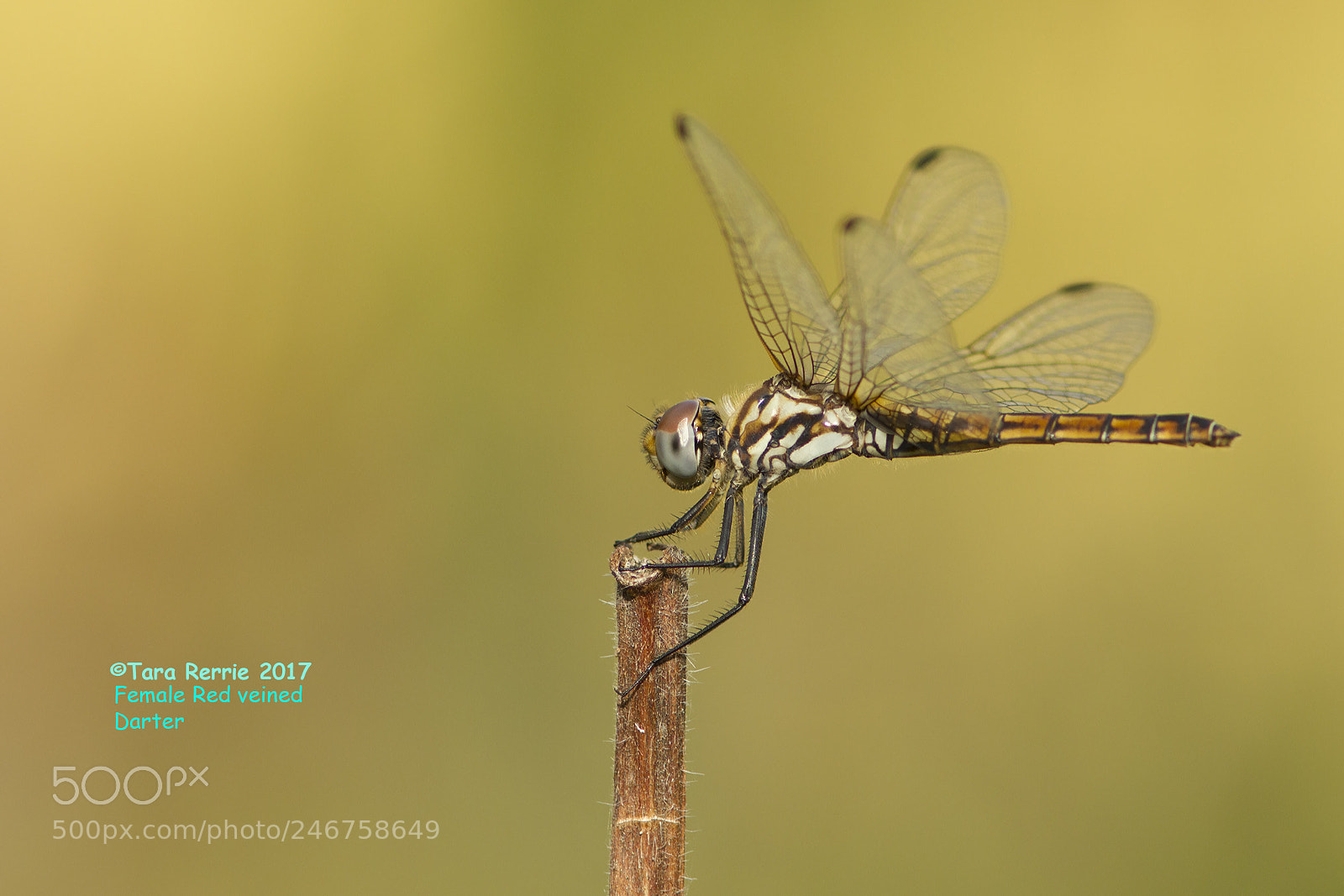 Canon EOS-1D Mark IV sample photo. Female red veined darter photography