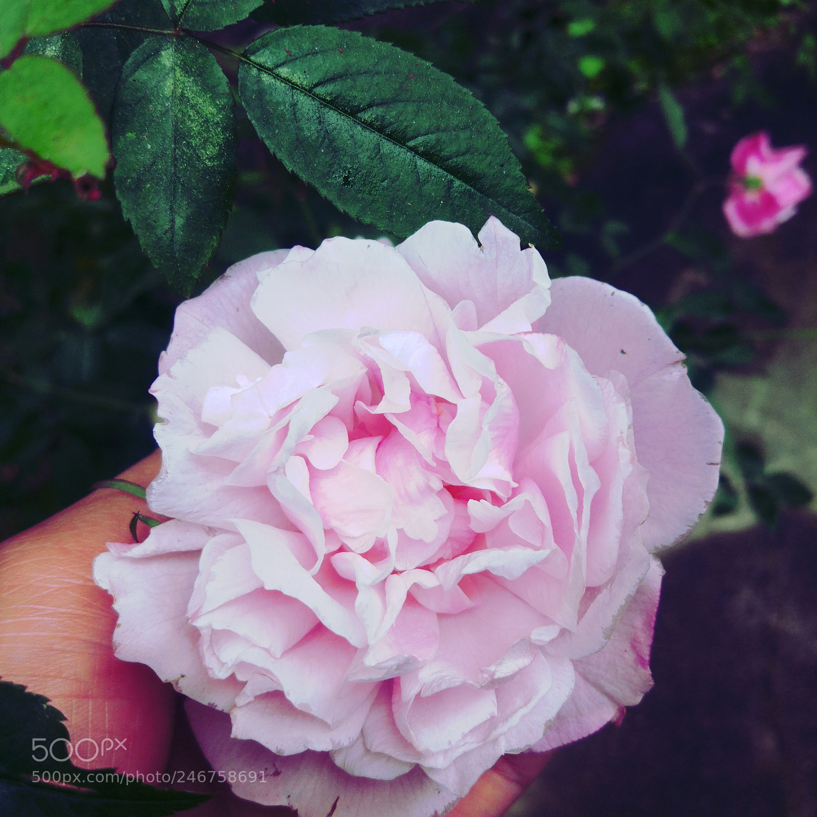Xiaomi MI 5 sample photo. Untitled photography