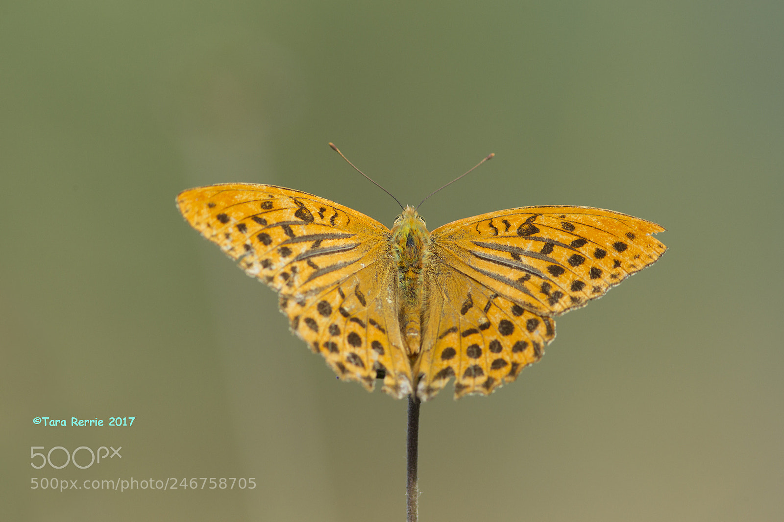 Canon EOS-1D Mark IV sample photo. Sw frit photography