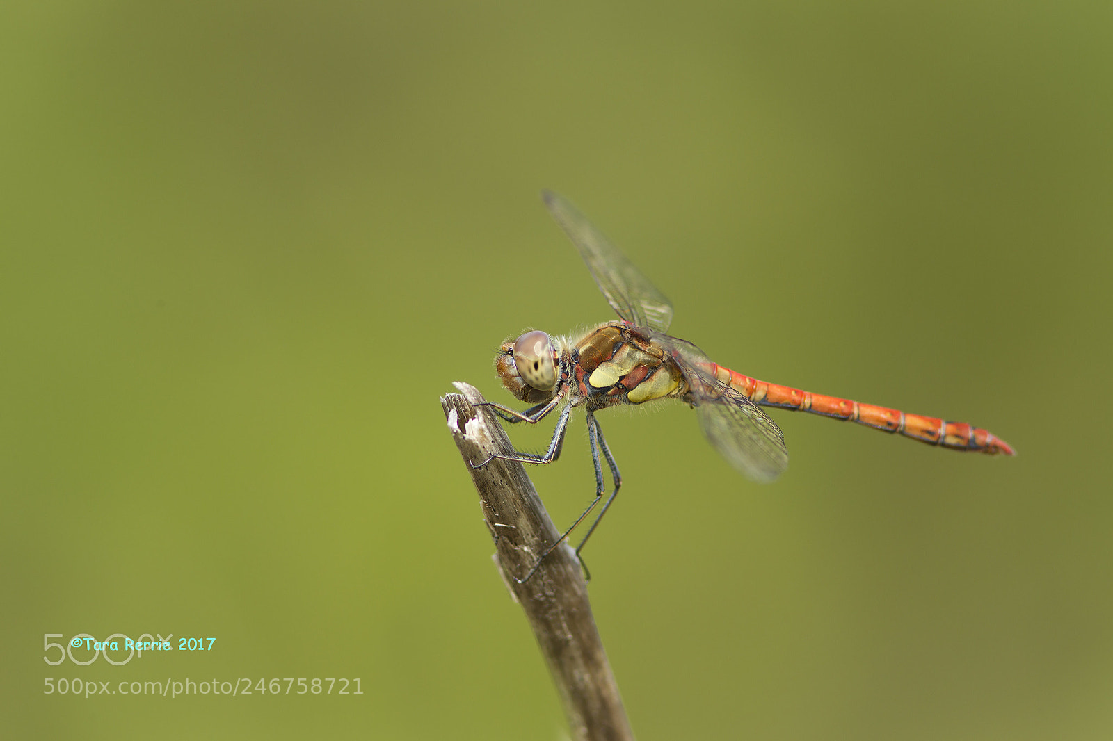 Canon EOS-1D Mark IV sample photo. Yellow winged darter photography
