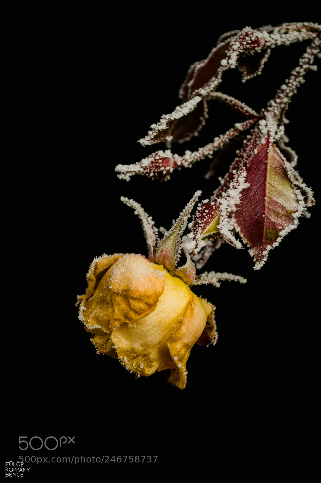 Nikon D3200 sample photo. Untitled photography