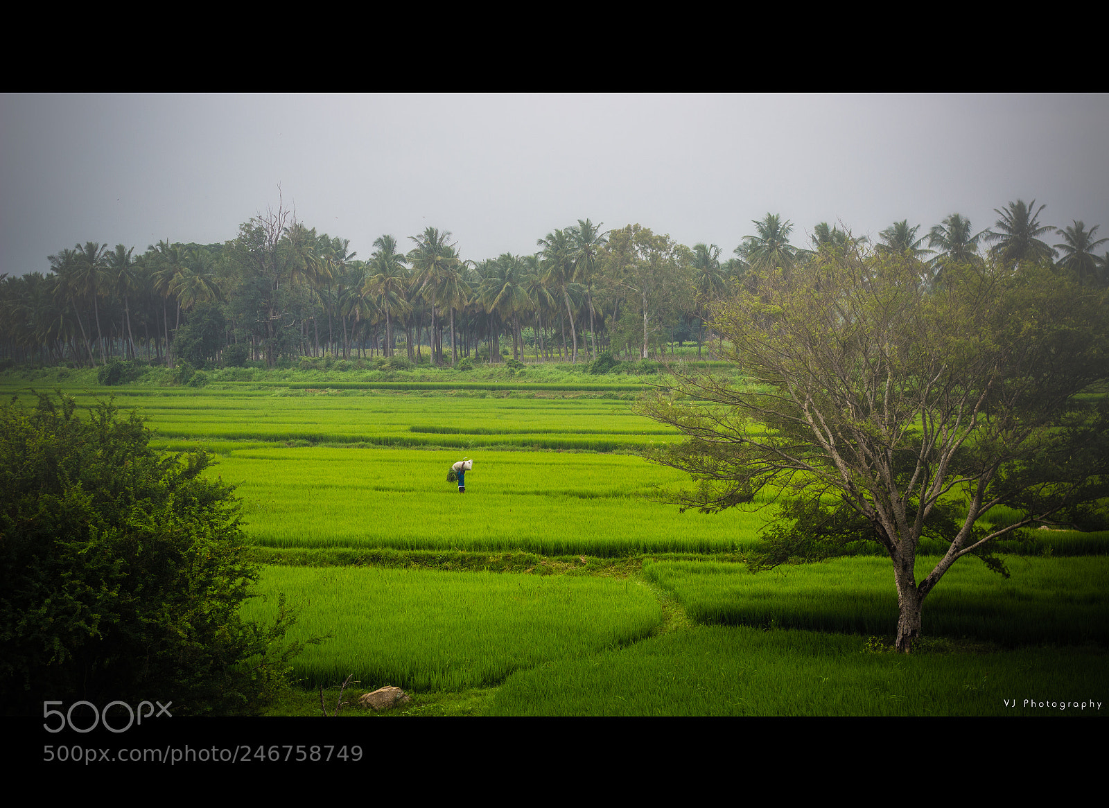 Canon EOS 600D (Rebel EOS T3i / EOS Kiss X5) sample photo. Paddy fields photography