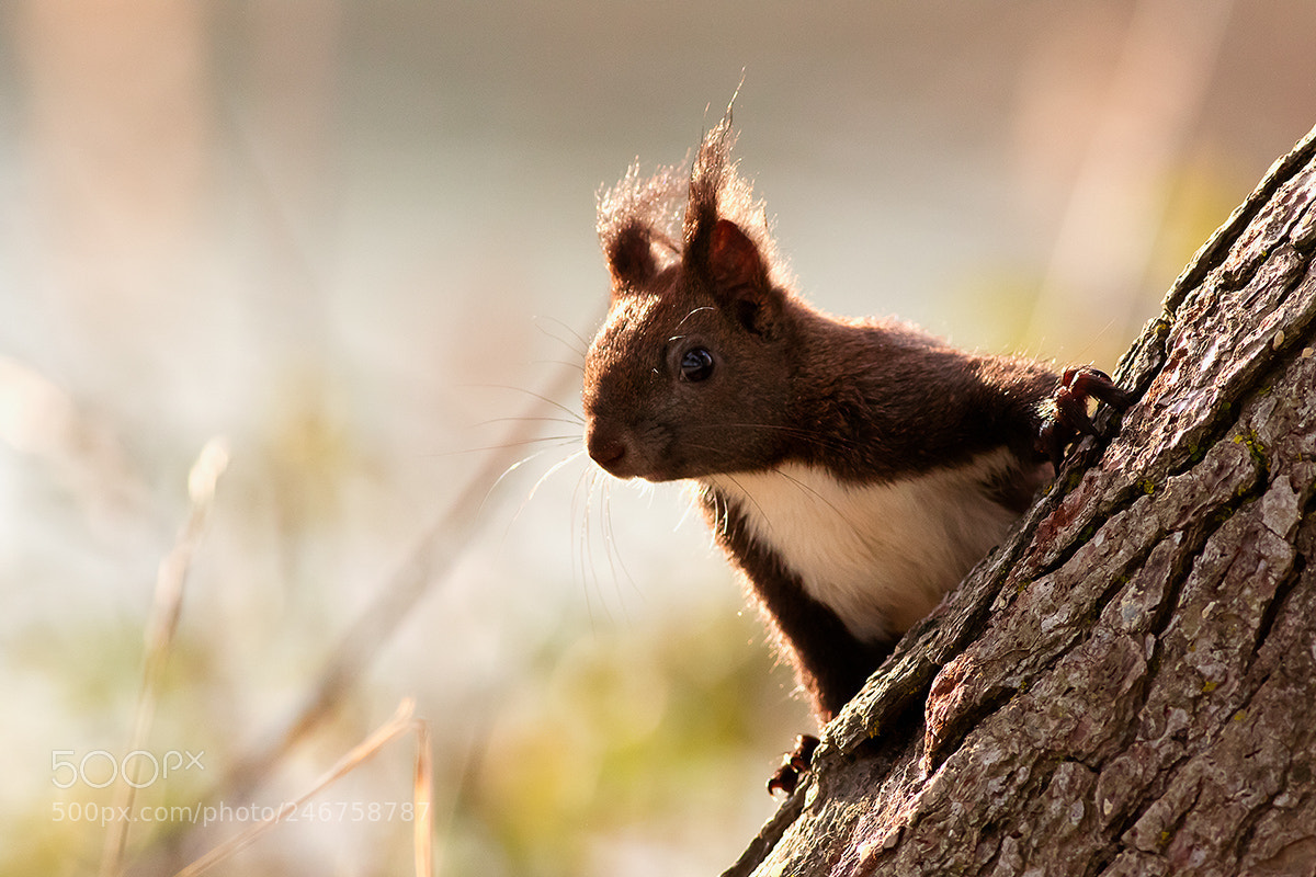 Canon EOS 7D Mark II sample photo. Eurpean squirrel photography