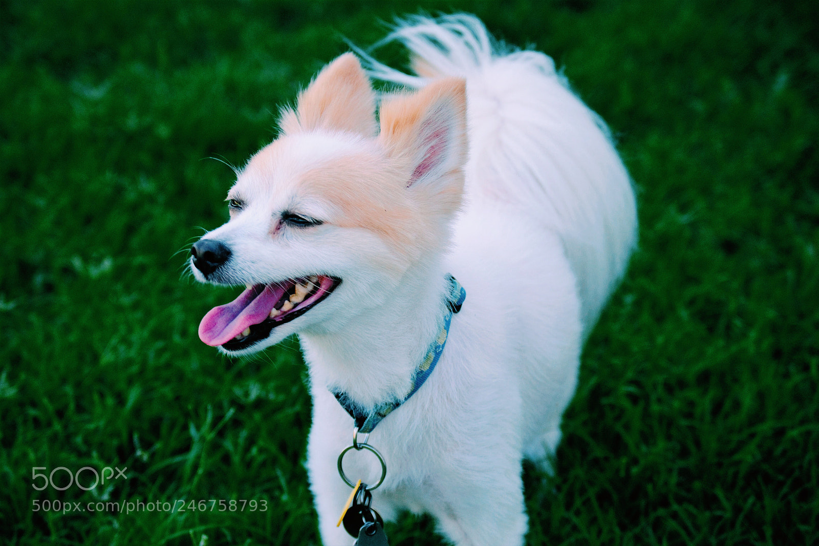 Nikon D3100 sample photo. Happy pup photography