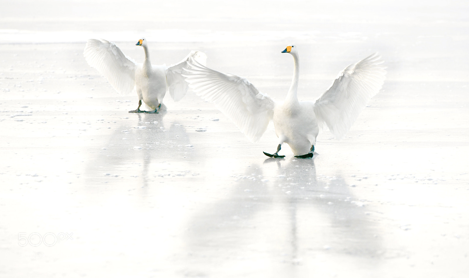 Nikon D850 sample photo. 北海道 hokkaido photography