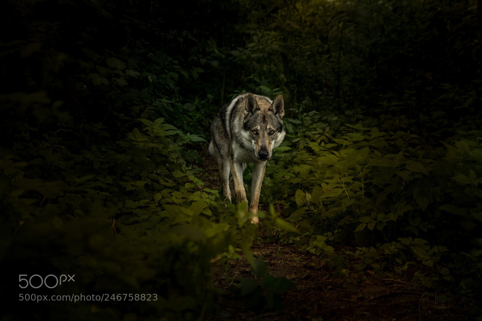 Canon EOS 600D (Rebel EOS T3i / EOS Kiss X5) sample photo. In the woods photography