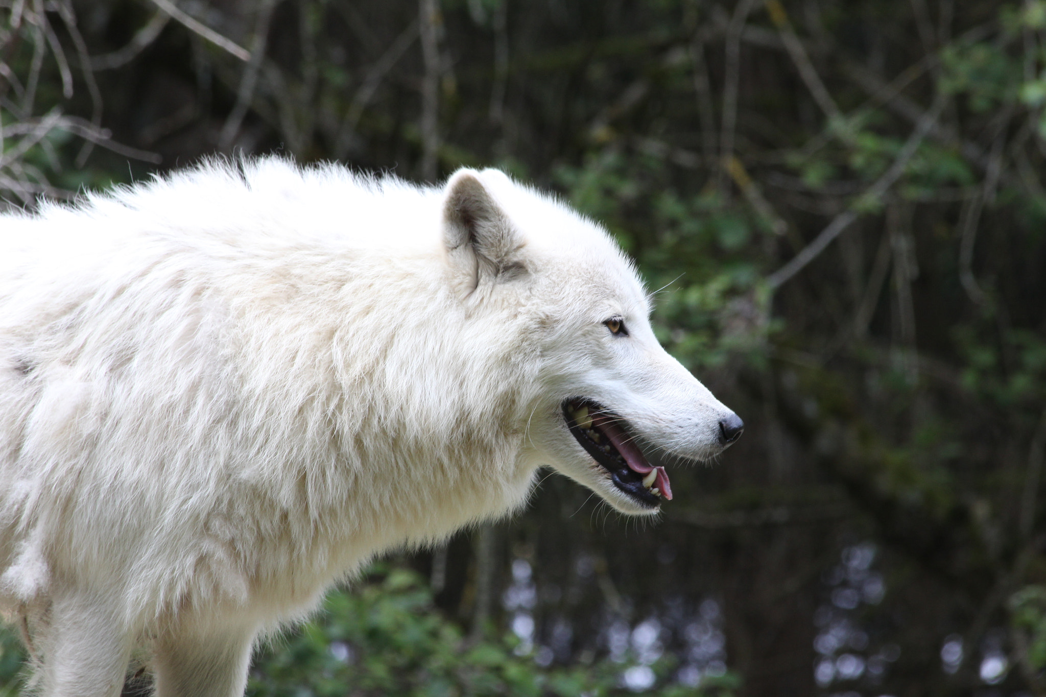 Canon EF 70-300mm F4-5.6 IS USM sample photo. Beautiful sadness wolf photography