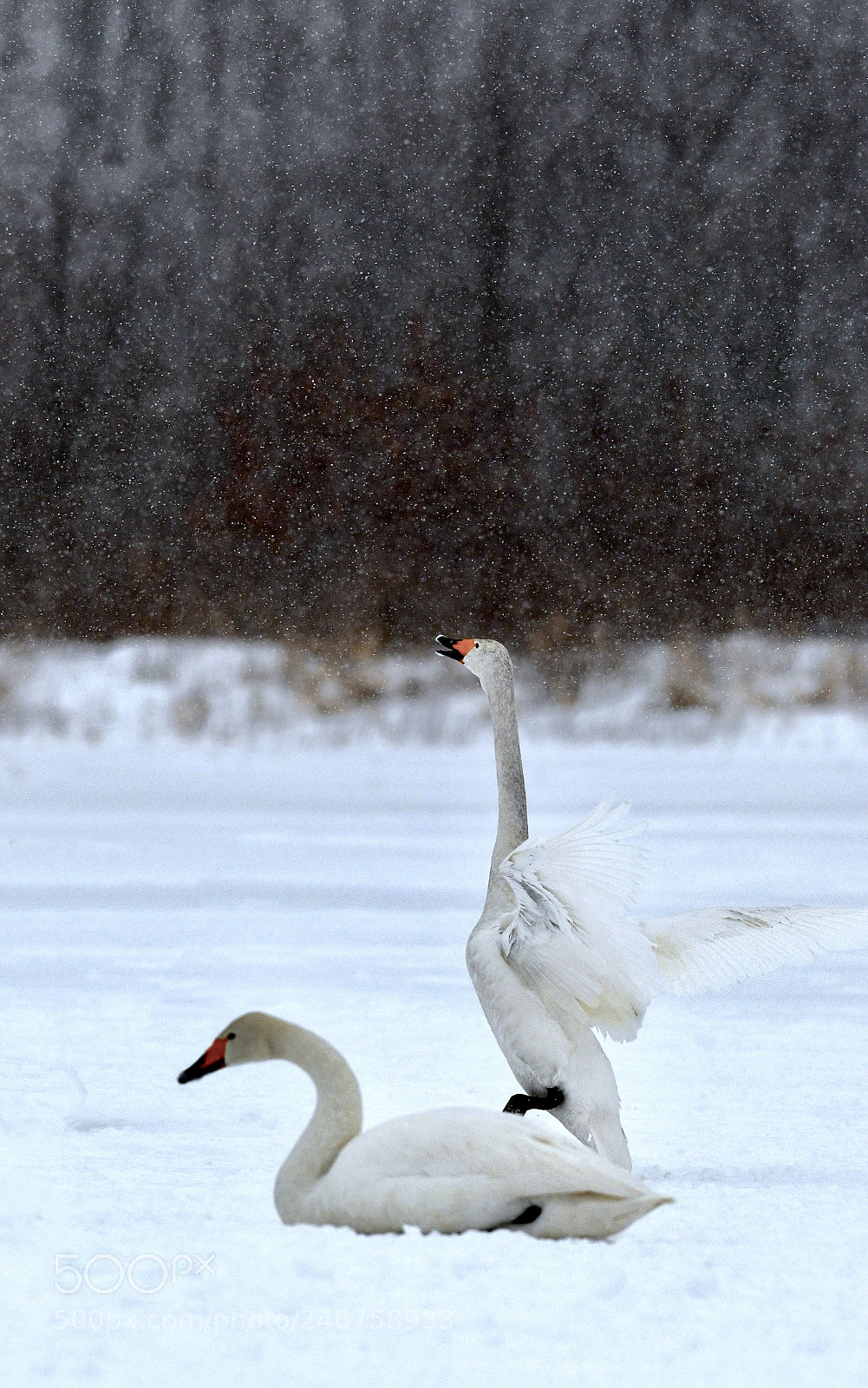 Nikon D850 sample photo. Hokkaido 北海道 photography
