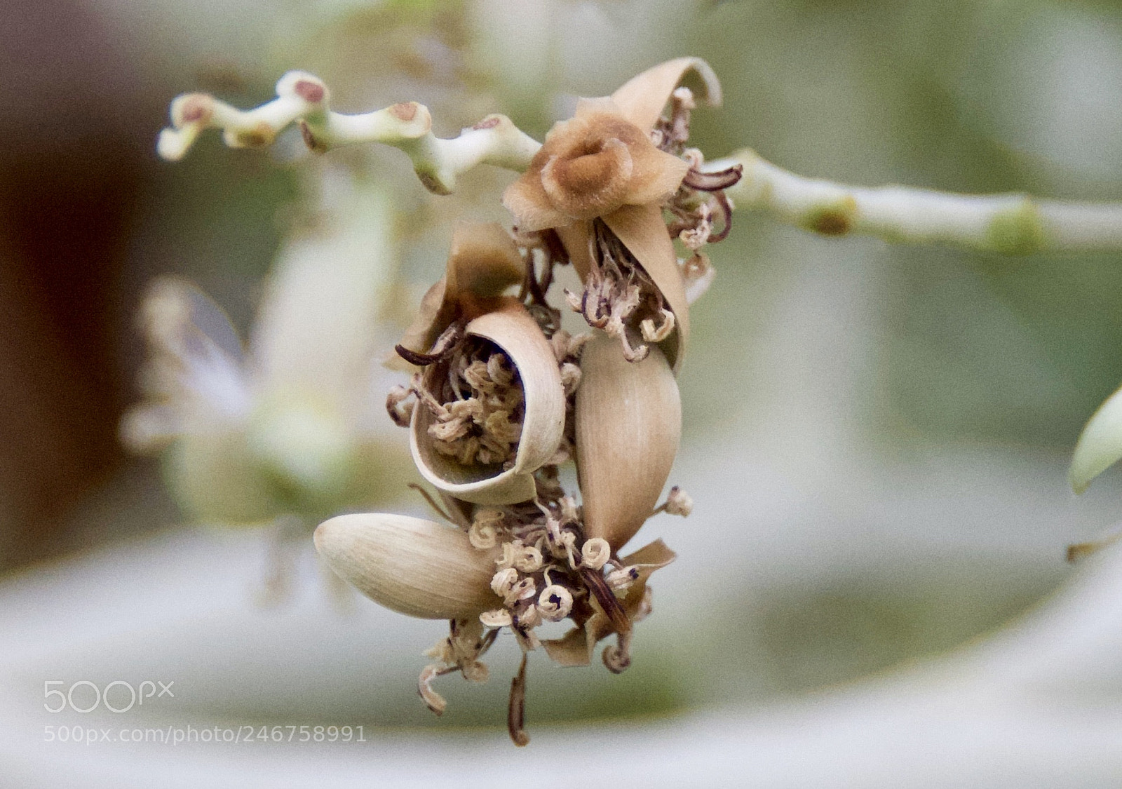 Nikon D850 sample photo. Palm flower photography