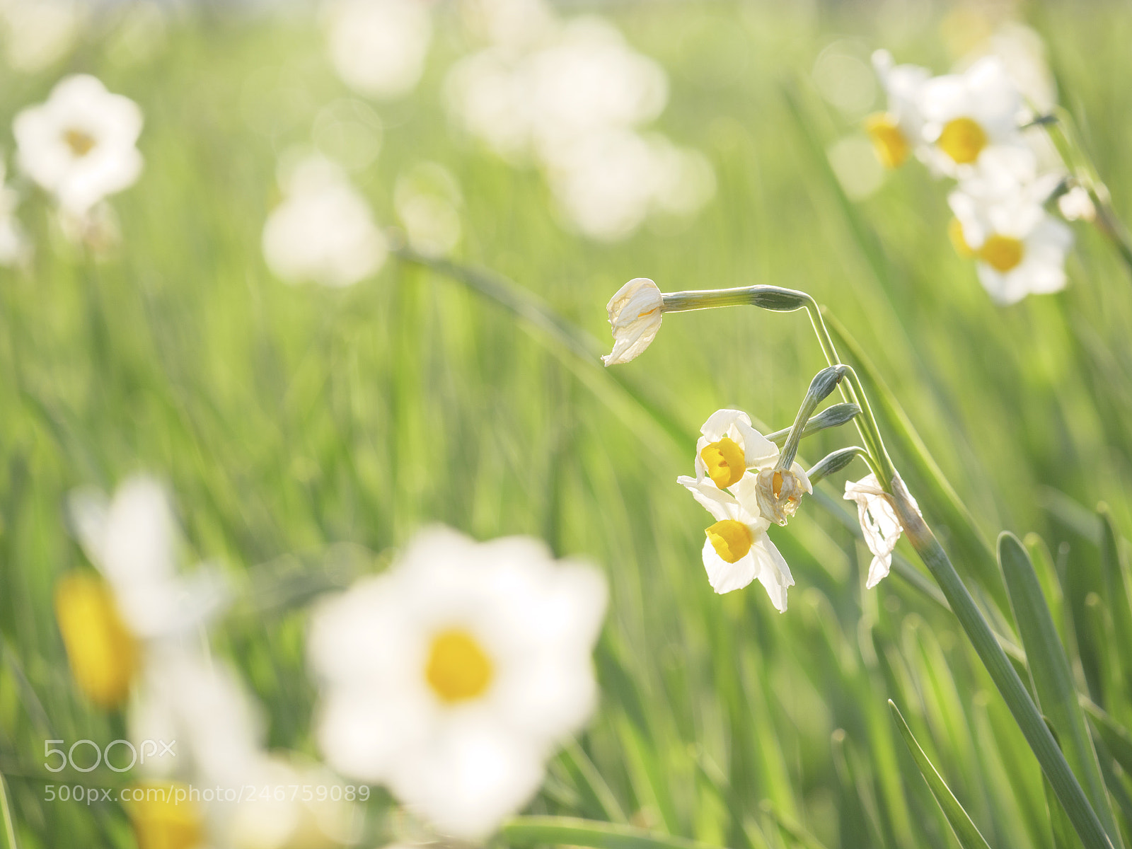 Panasonic Lumix DC-GH5 sample photo. Flowers. photography