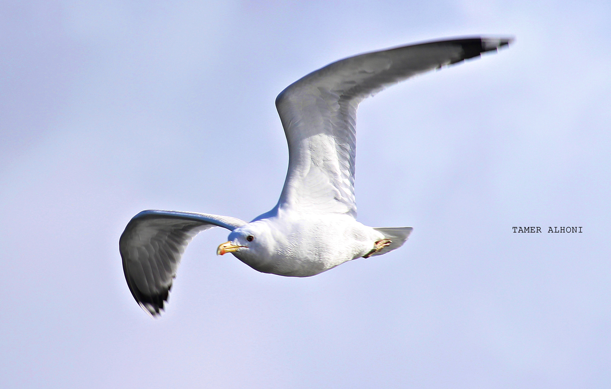 Sigma 70-300mm F4-5.6 APO DG Macro sample photo. Gull photography