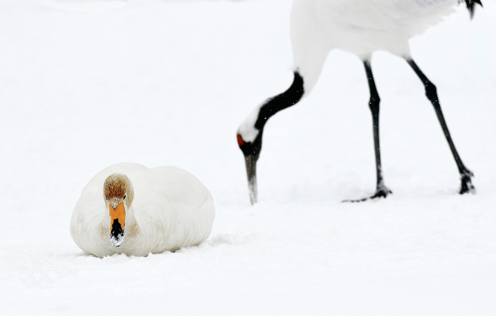 Nikon D850 sample photo. Hokkaido 北海道 photography