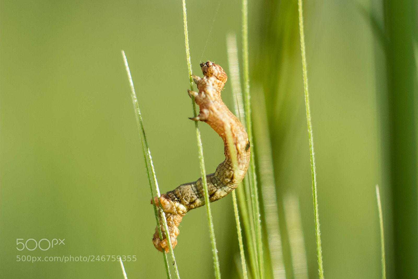 Canon EOS 600D (Rebel EOS T3i / EOS Kiss X5) sample photo. Geometridae caterpillar photography