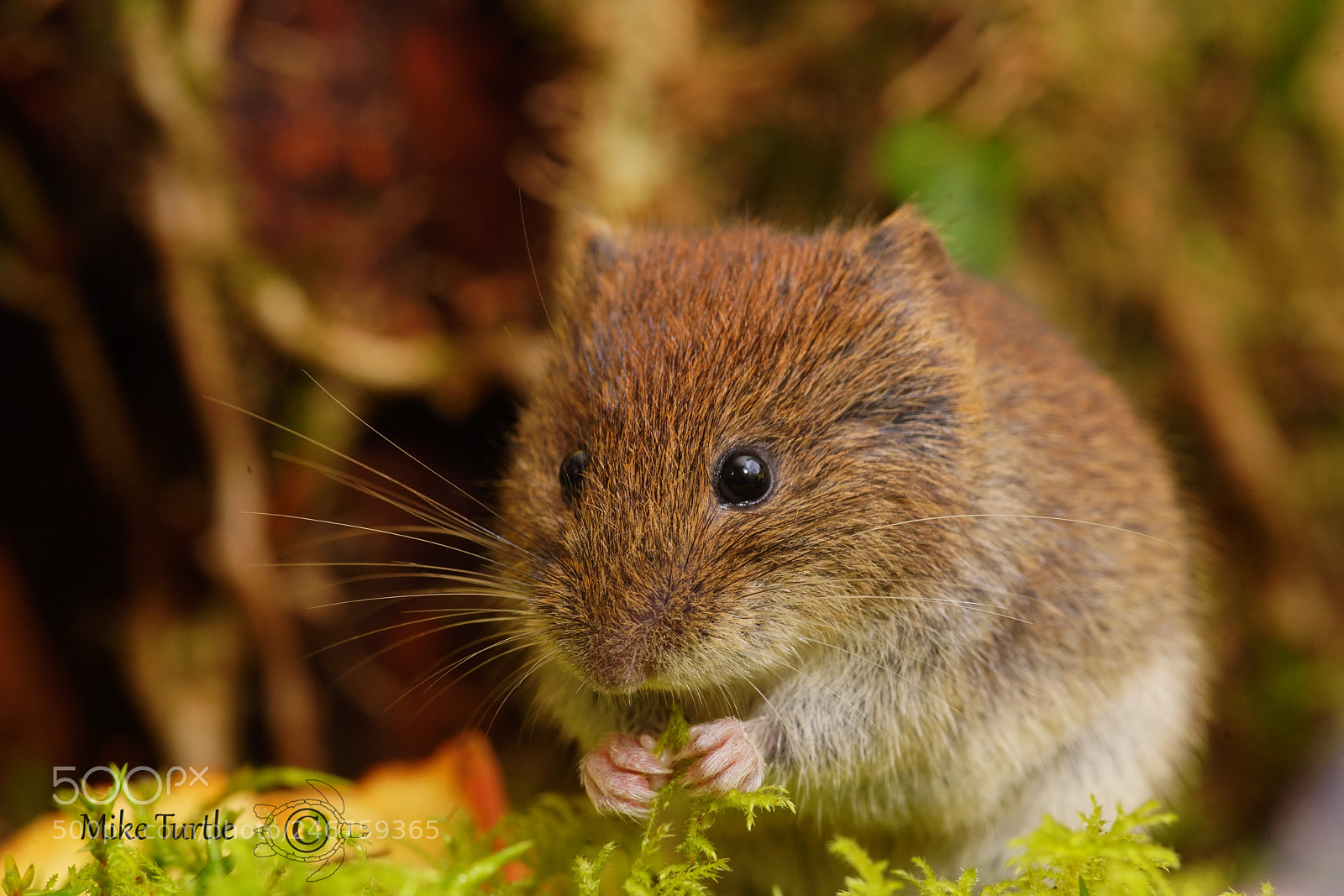Sony a99 II sample photo. Bank vole photography