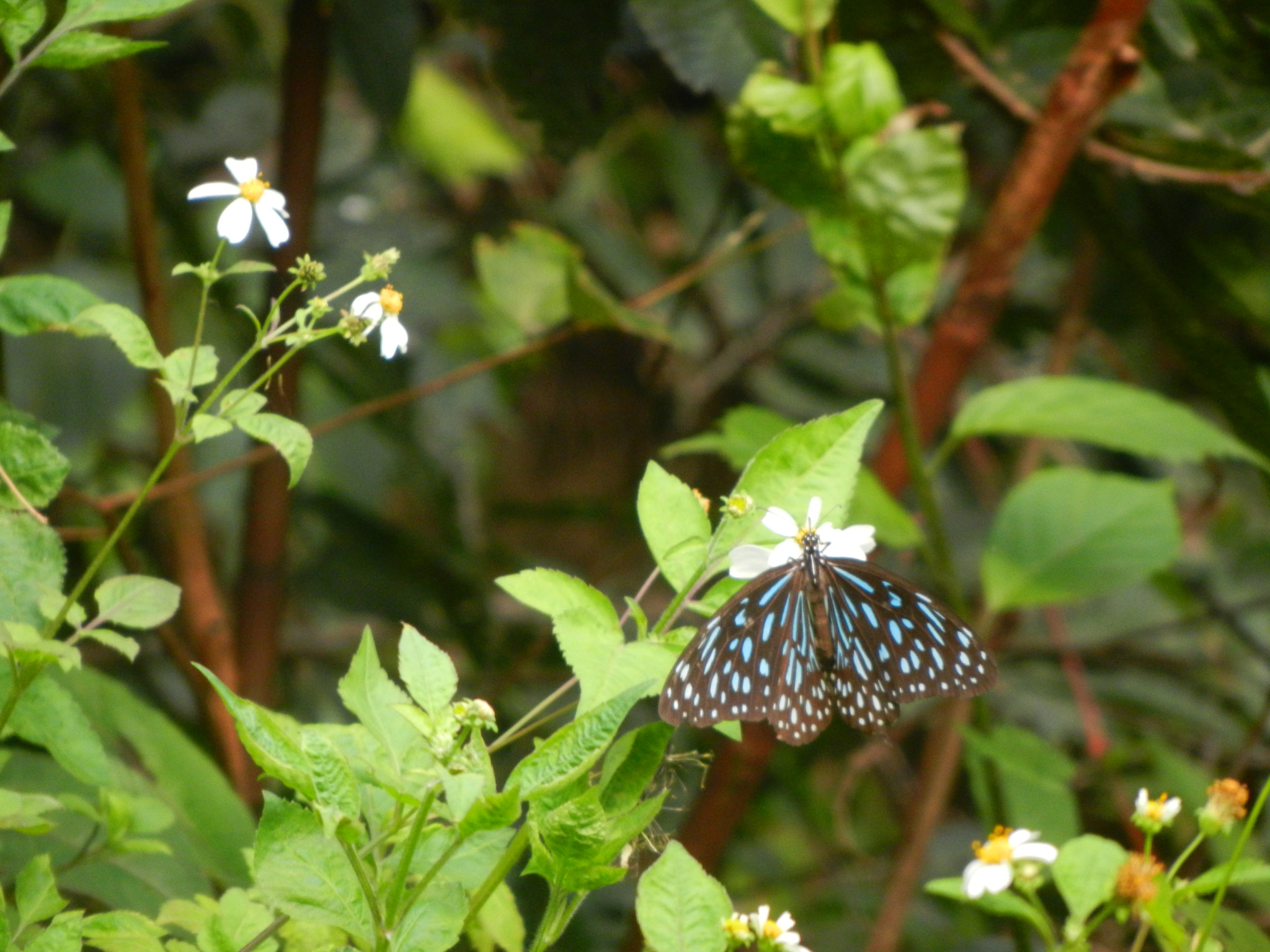 Nikon Coolpix S9100 sample photo. Forest butterfly photography