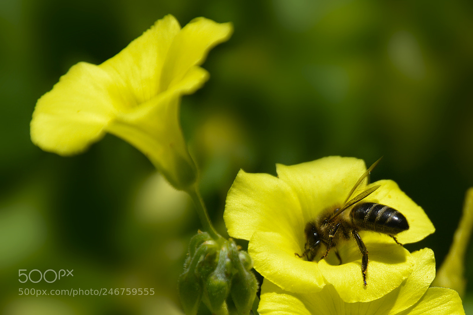 Nikon D5200 sample photo. Se acerca la primavera photography