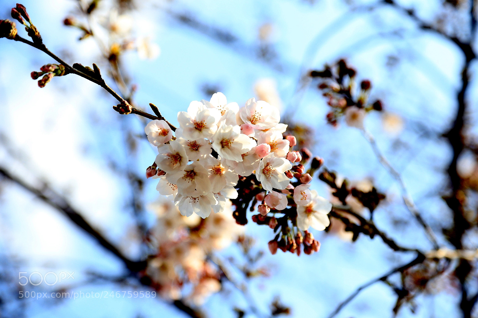 Canon EOS 6D + Canon EF 24-105mm F4L IS USM sample photo. Cherry blossoms of spring photography