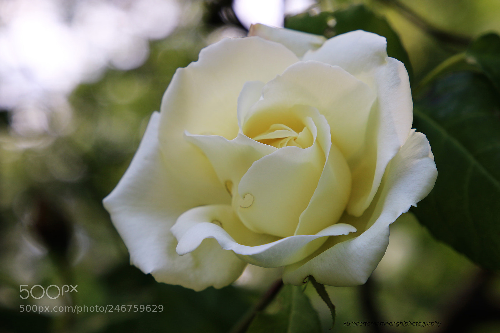 Canon EOS 7D Mark II sample photo. Feel like spring photography