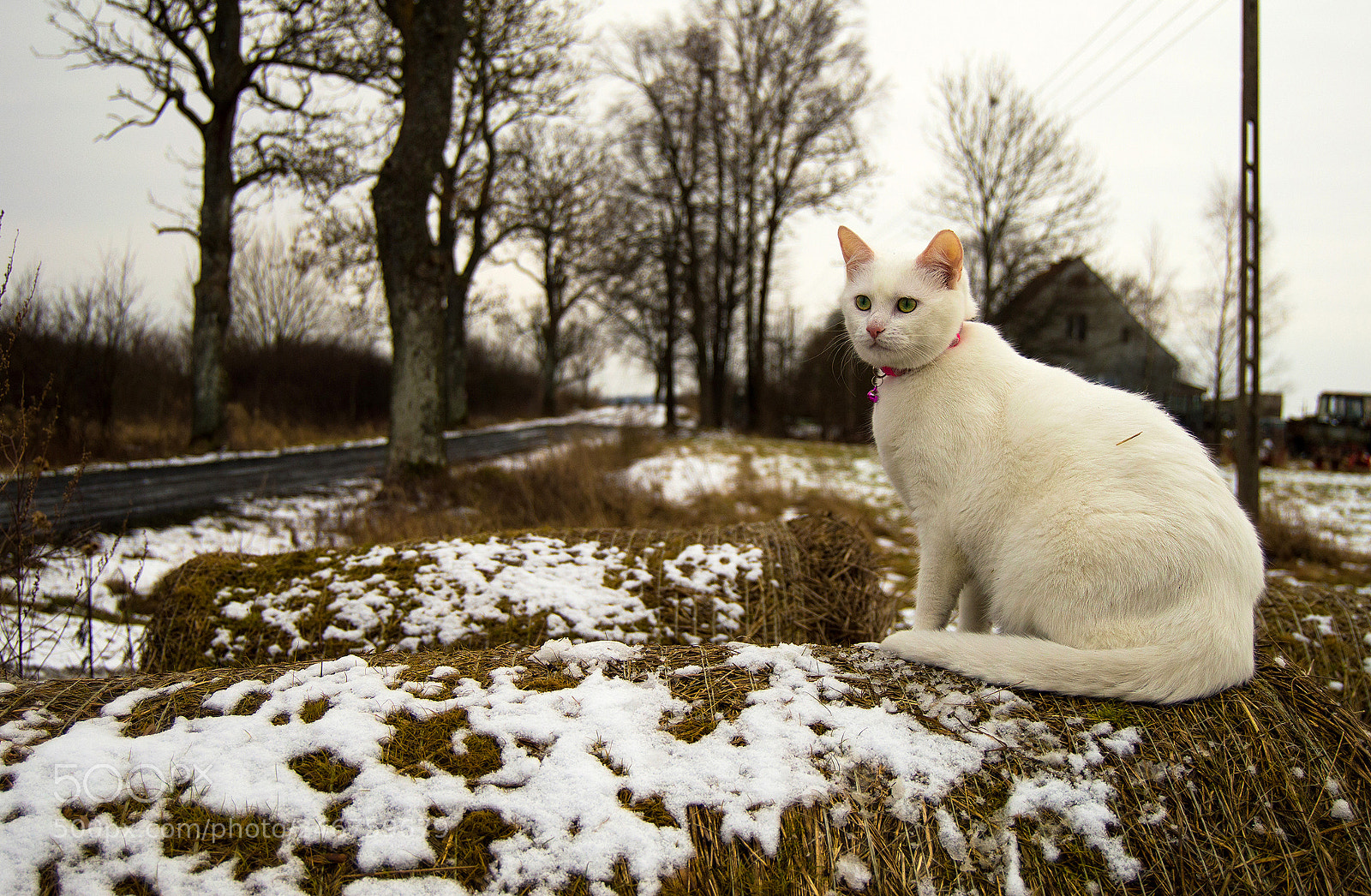 Nikon D3200 sample photo. White cat photography