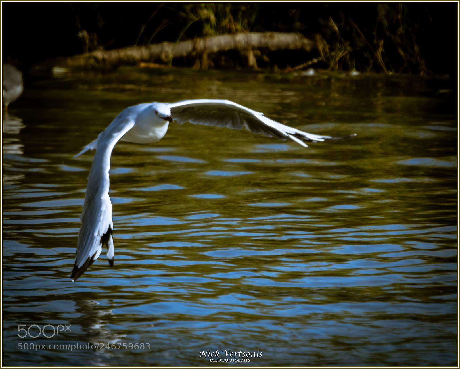 Nikon D7200 sample photo. Free... photography