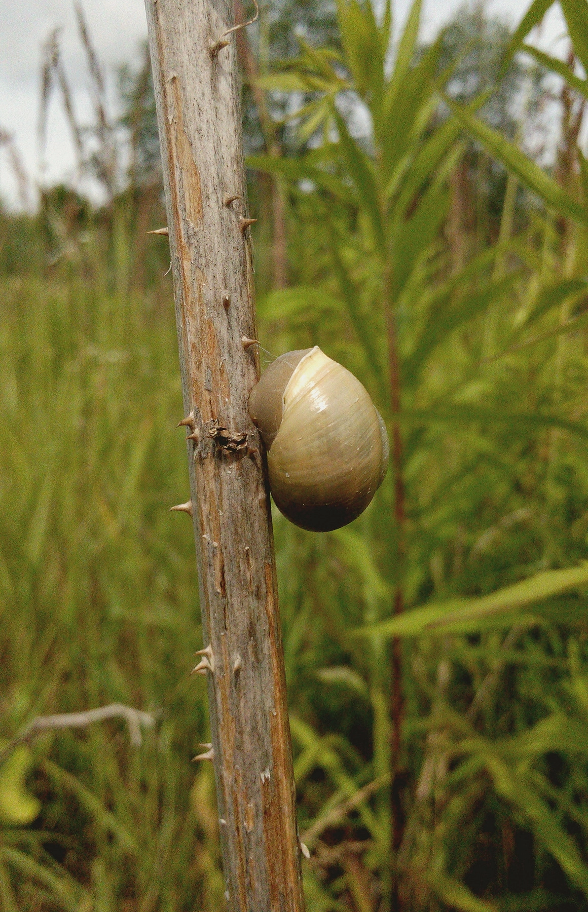 HUAWEI Honor3 sample photo. Snail photography