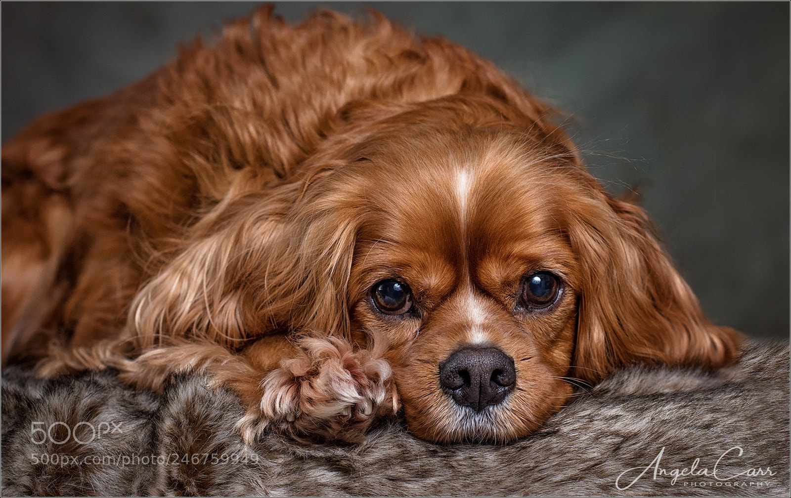 Nikon D810 sample photo. Charlie photography