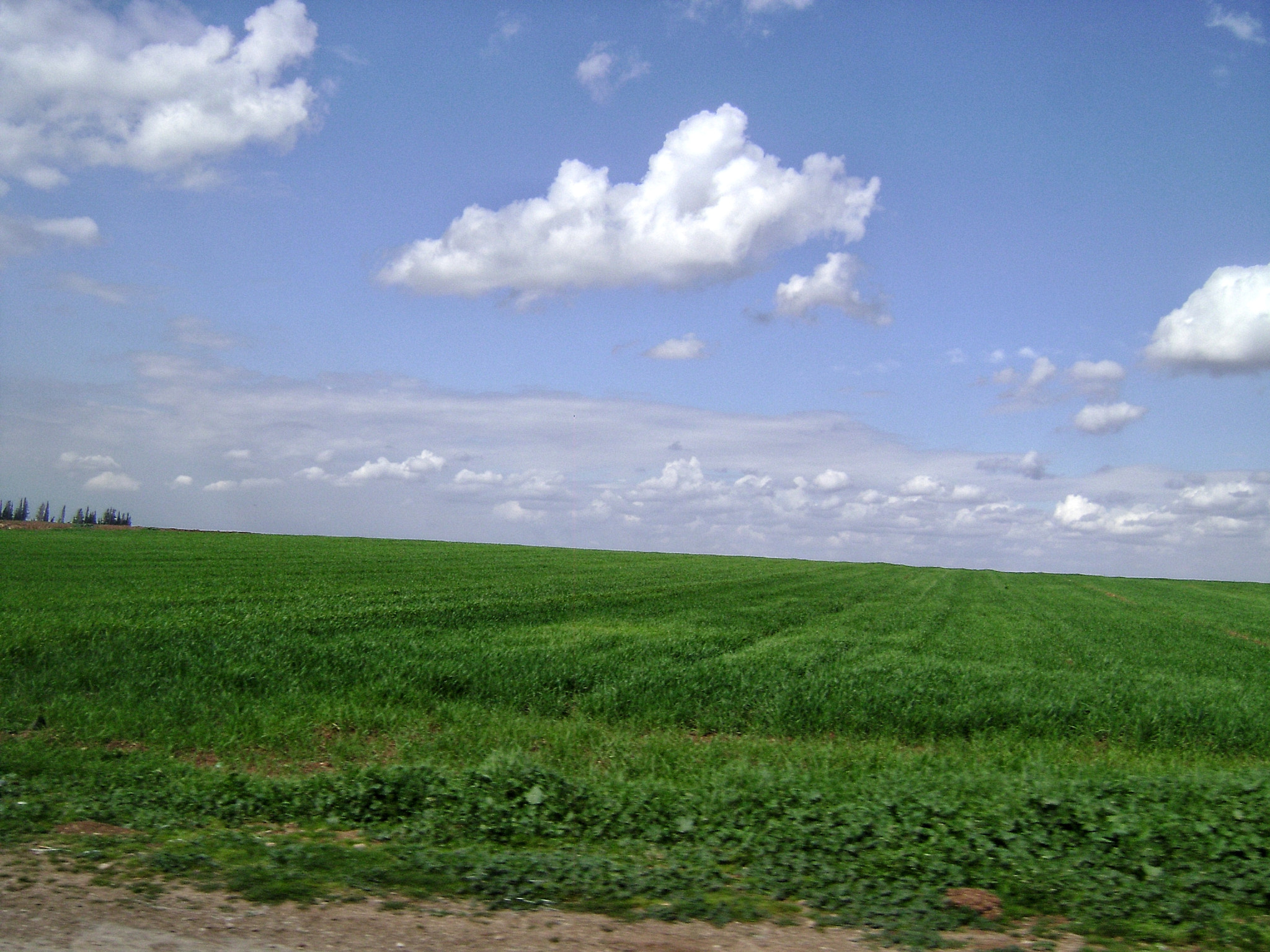 Sony DSC-S700 sample photo. Wheat field photography