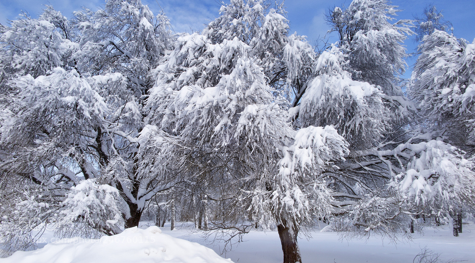 Canon PowerShot G1 X Mark II sample photo. Winter wonderland. photography