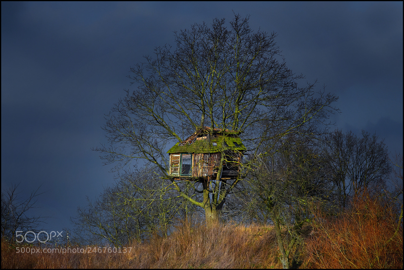 Canon EOS 700D (EOS Rebel T5i / EOS Kiss X7i) sample photo. The treehouse photography