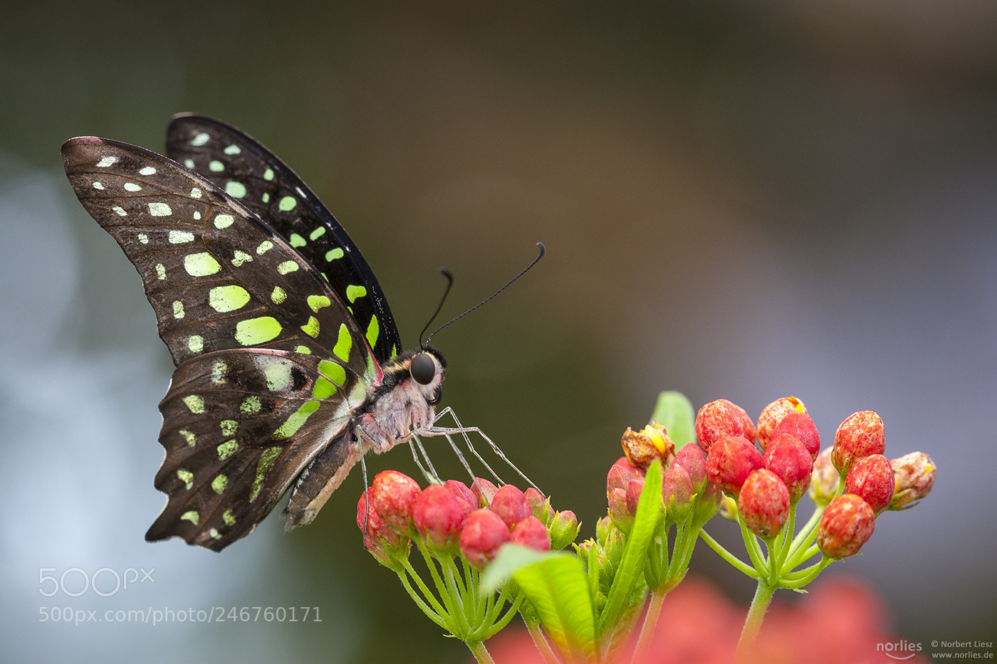 Canon EOS-1D Mark III sample photo. Neonsegelfalter photography