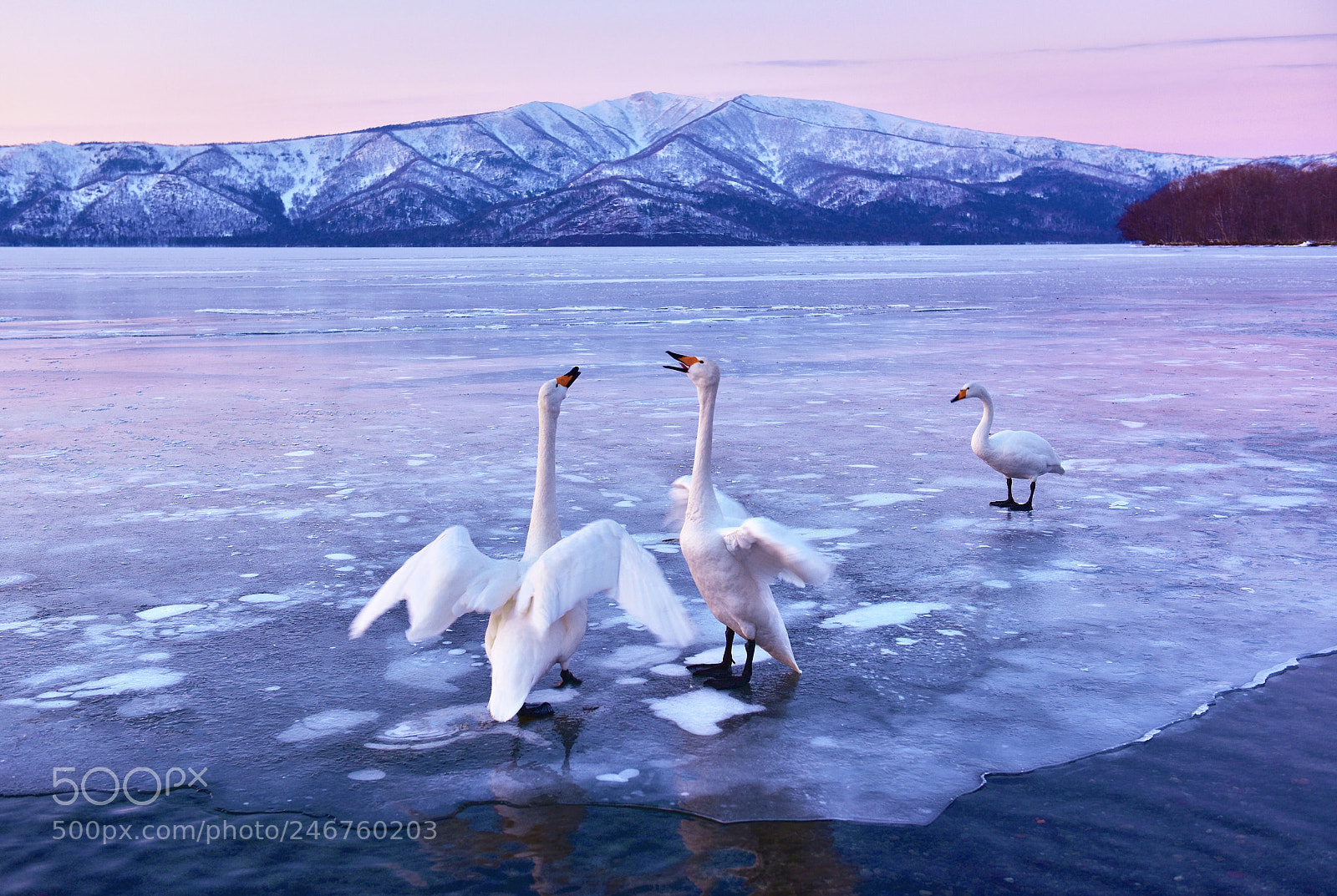 Nikon D810 sample photo. 北海道 hokkaido photography