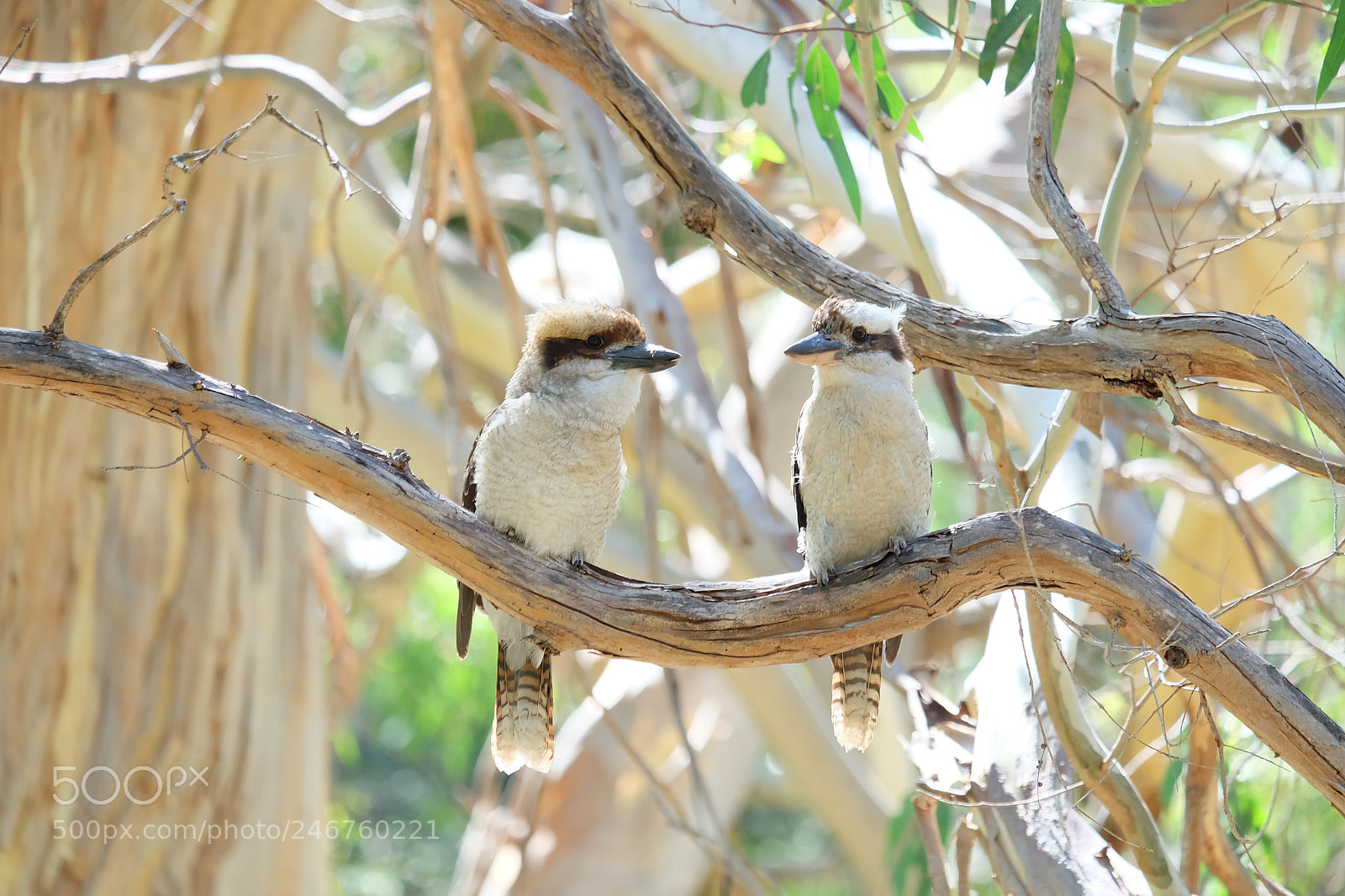 Fujifilm X-A1 sample photo. Found beautiful kookaburras photography