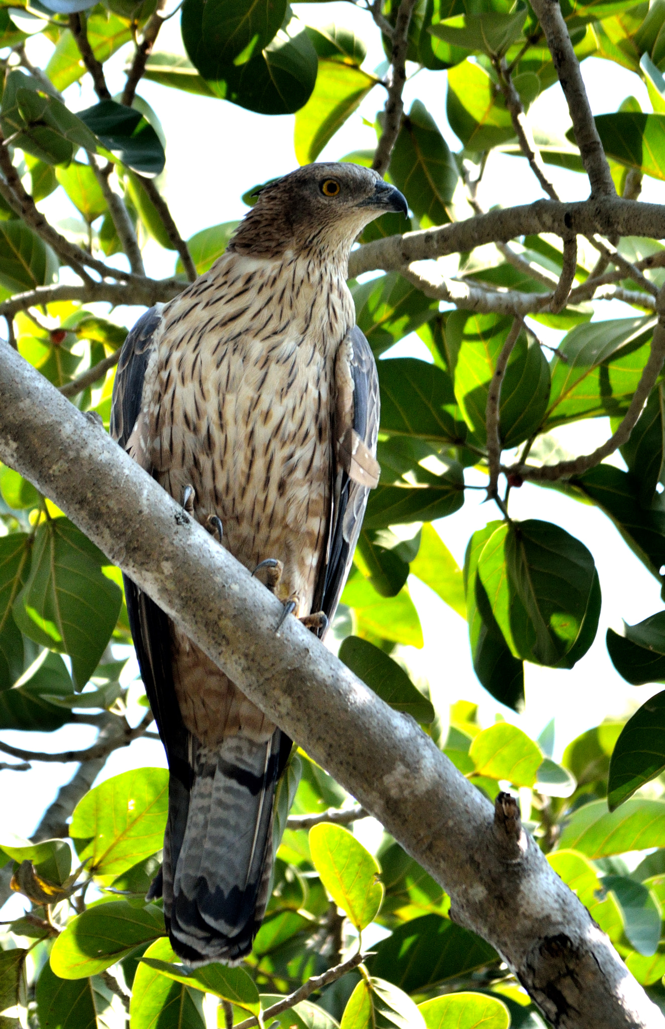 Sigma 150-500mm F5-6.3 DG OS HSM sample photo. Oriental honey buzzard (f) photography