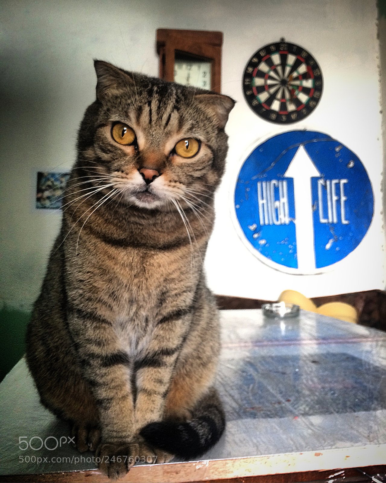 Apple iPhone 5s sample photo. Bisquit the cat) photography