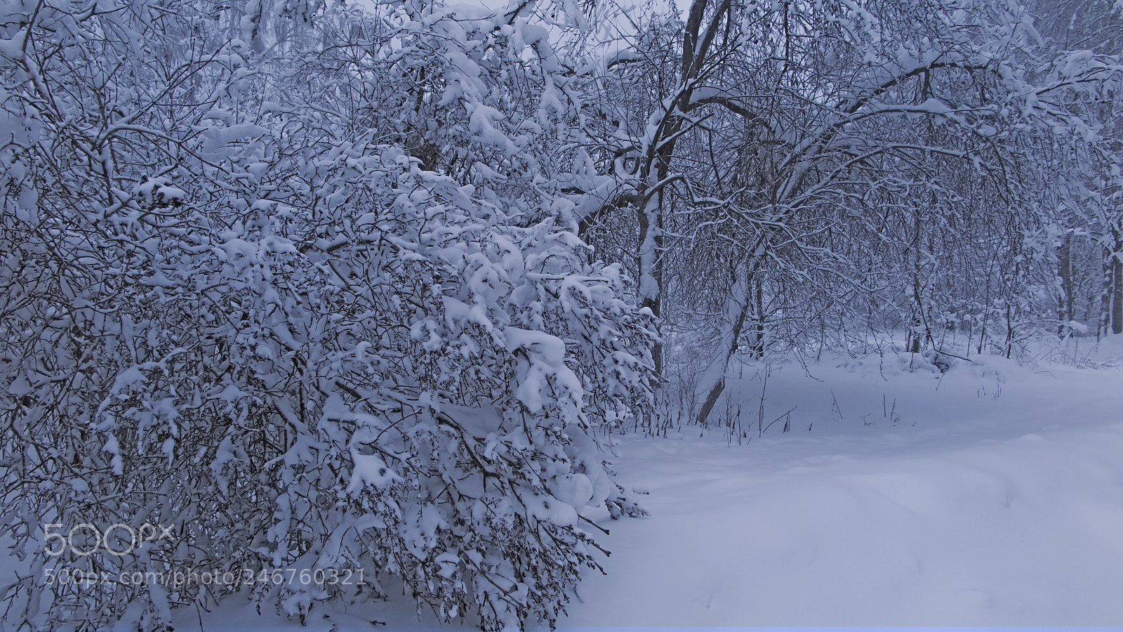 Canon PowerShot G1 X Mark II sample photo. Winter wonderland. photography