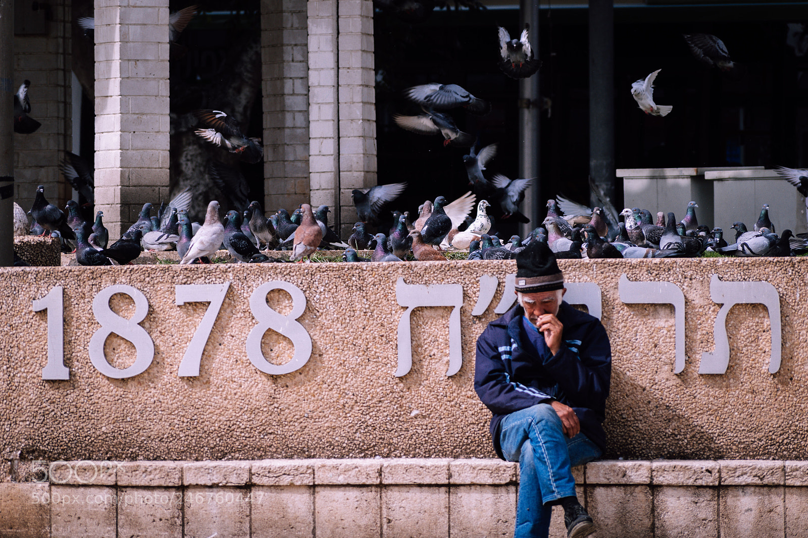 Nikon D5600 sample photo. Too many pigeons photography