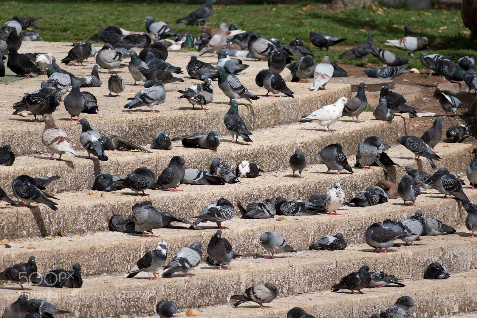 Nikon D5600 sample photo. Way too many pigeons photography