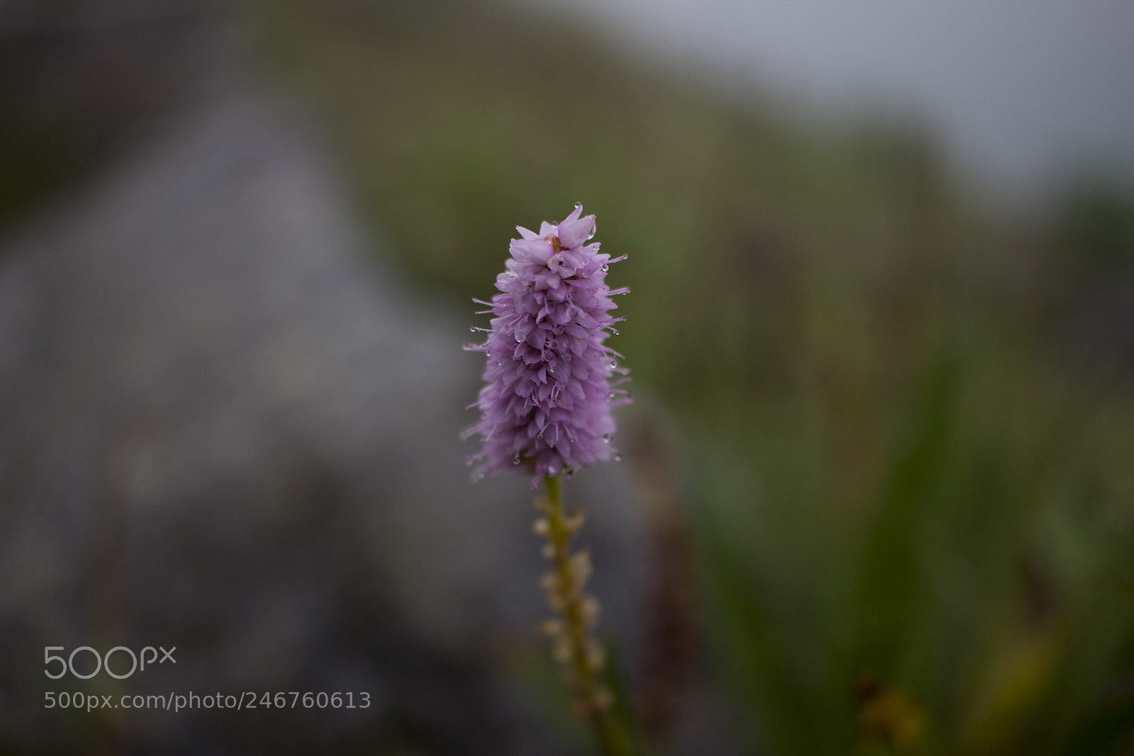 Canon EOS 600D (Rebel EOS T3i / EOS Kiss X5) sample photo. Soft pink photography