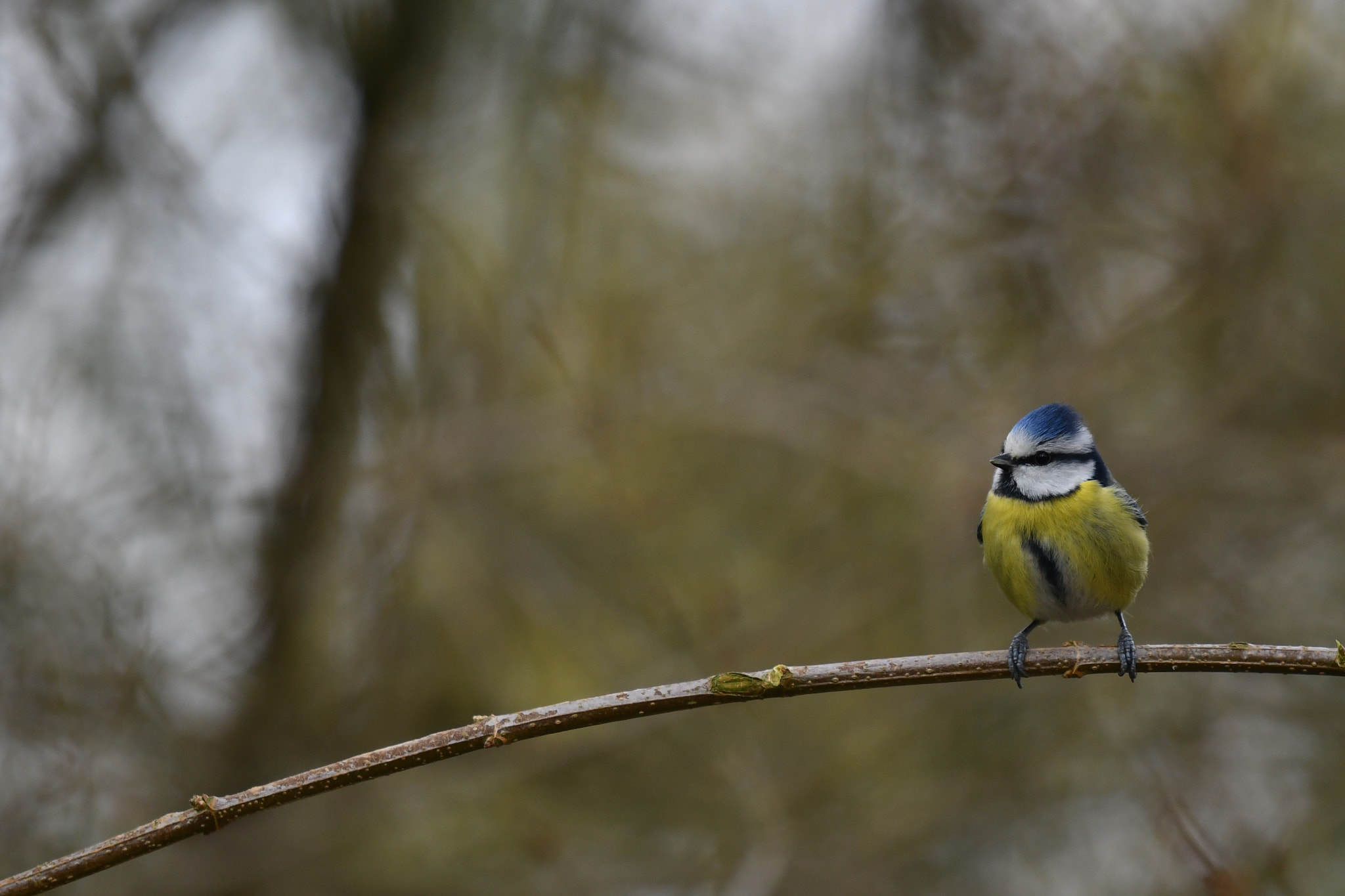 Nikon Nikkor AF-S 300mm F4E PF ED VR sample photo. Tit photography