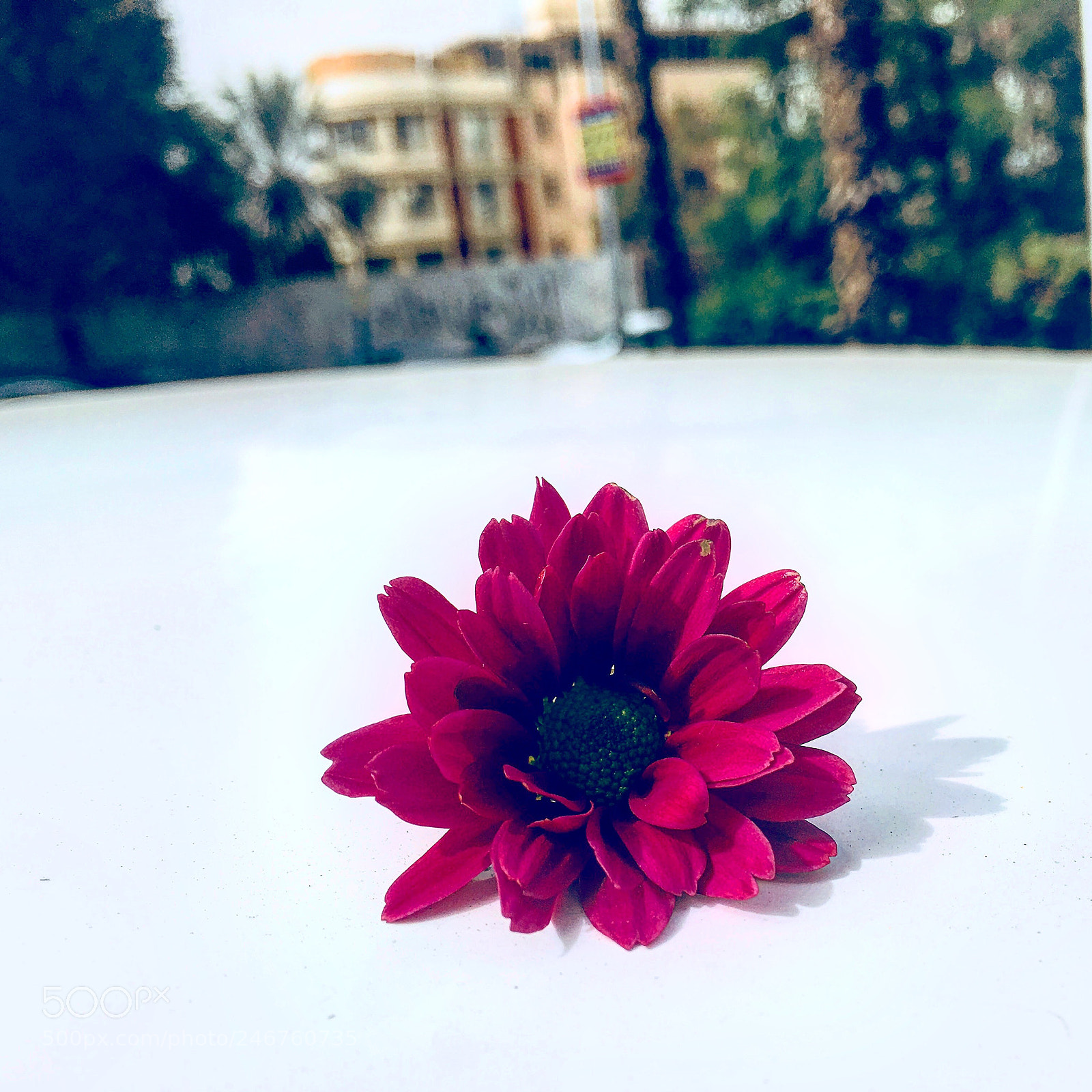 Apple iPhone 6s Plus sample photo. Untitled photography